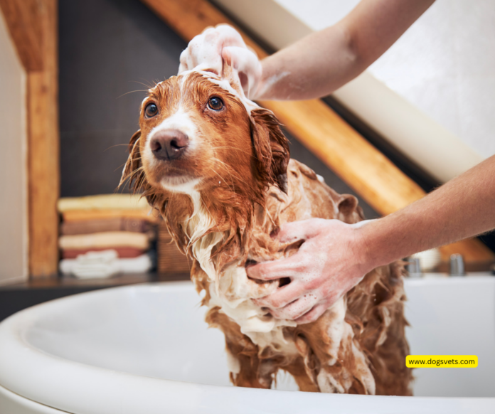 How to Make Your Dog Smell Amazing: Choosing the Right Dog Shampoo and Conditioner